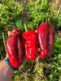 Tendre de Chateaurenard paprika - édespaprika - francia tájfajta